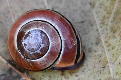 Escargot des haies