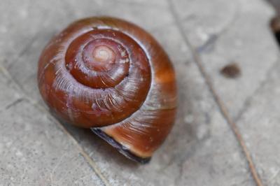 Escargot des haies