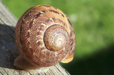 Escargot petit-gris
