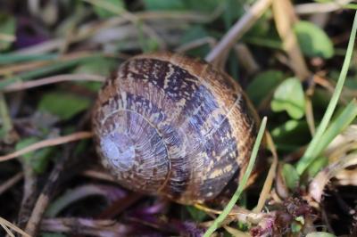 Escargot petit-gris