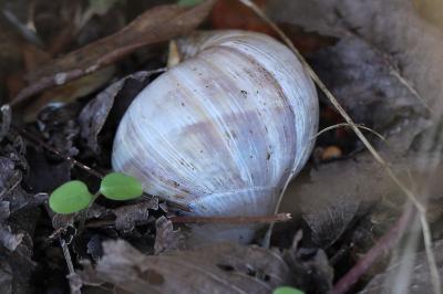 Escargot de Bourgogne