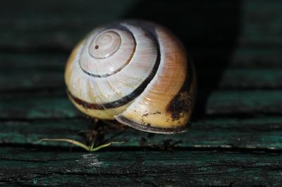 Escargot des haies