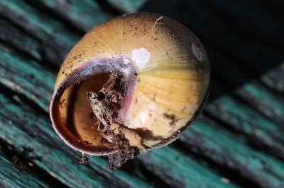 Escargot des haies