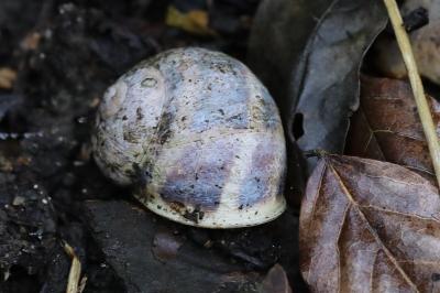 Escargot petit-gris