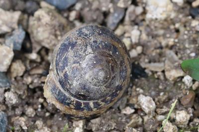 Escargot petit-gris