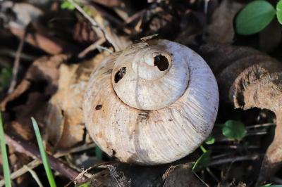 Escargot de Bourgogne