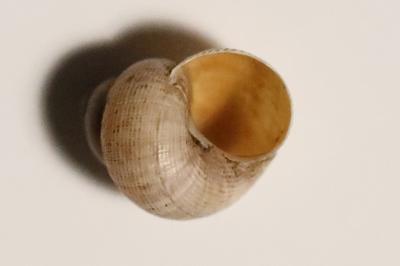 Élégante striée