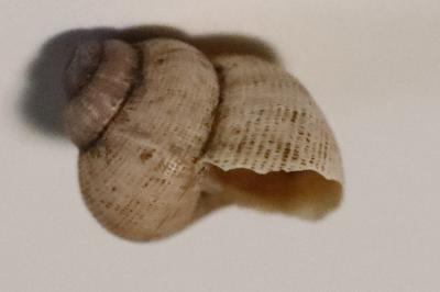 Élégante striée
