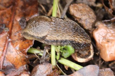Loche grisâtre