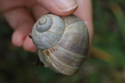 Escargot de Bourgogne