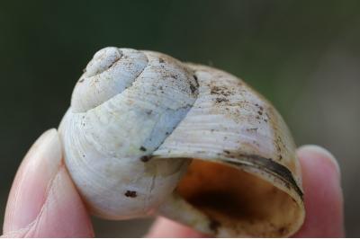 Escargot de Bourgogne
