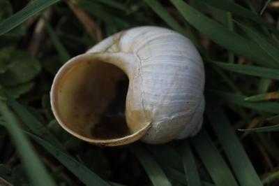Escargot de Bourgogne