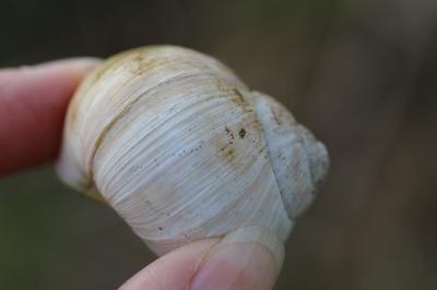 Helix pomatia