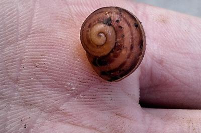 Escargot petit-gris