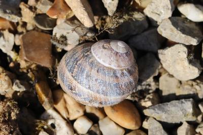 Escargot petit-gris