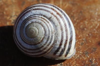 Escargot des haies