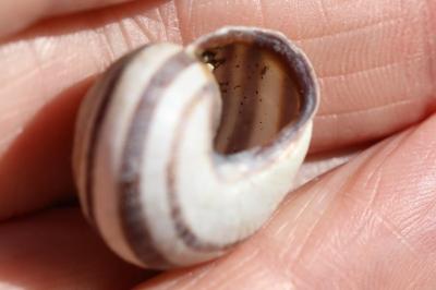 Escargot des haies