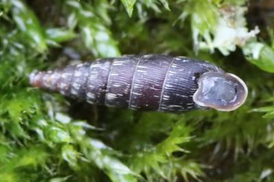 Clausilia bidentata