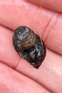 Ampullaceana balthica