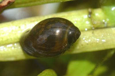 Physe bulle