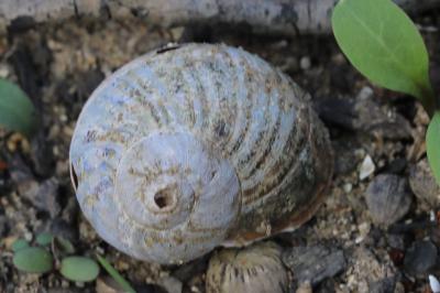 Escargot petit-gris