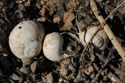 Escargot de Bourgogne