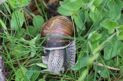 Escargot de Bourgogne
