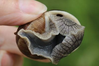 Escargot de Bourgogne