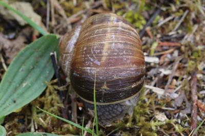 Escargot de Bourgogne