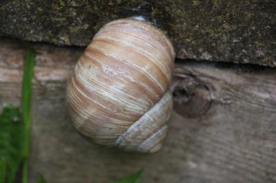 Escargot de Bourgogne