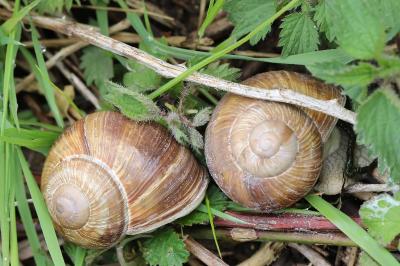 Escargot de Bourgogne