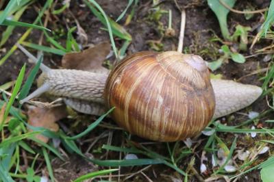 Escargot de Bourgogne