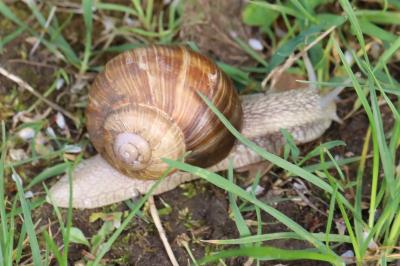 Escargot de Bourgogne