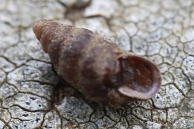 Merdigera obscura