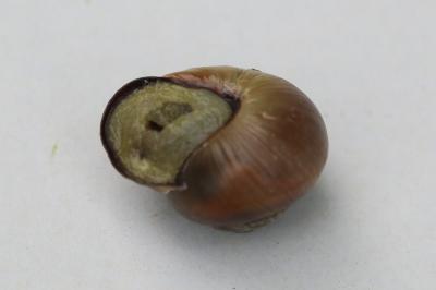 Escargot des haies