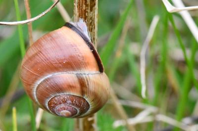 Escargot des haies