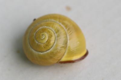 Escargot des haies