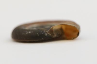 Planorbis planorbis