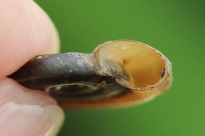 Planorbis planorbis
