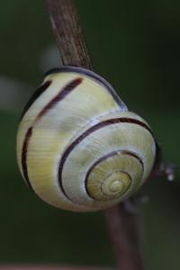 Escargot des haies