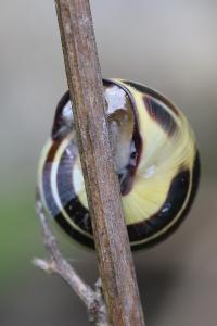 Escargot des haies