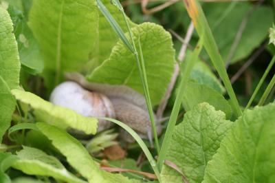 Escargot de Bourgogne