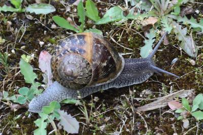 Cornu aspersum