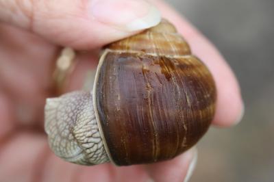 Escargot de Bourgogne