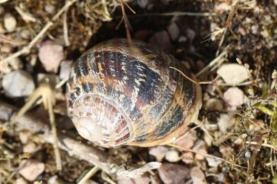 Escargot petit-gris