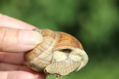 Escargot de Bourgogne