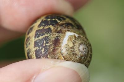 Escargot petit-gris