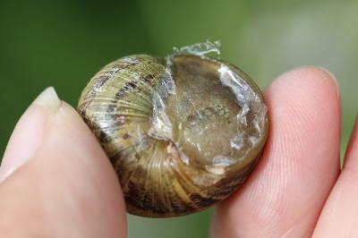 Escargot petit-gris