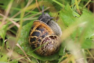 Escargot petit-gris