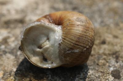 Escargot de Bourgogne